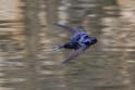 IMG_5186 Barn Swallow.JPG